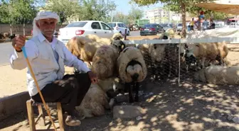 Diyarbakır'da Kurbanlıklar Elde Kaldı