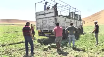 Muş'ta Karpuz Hasadı Devam Ediyor