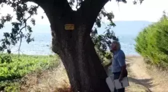 Şair ve Yazarların Adını Anıt Ağaçlarda Yaşatıyor