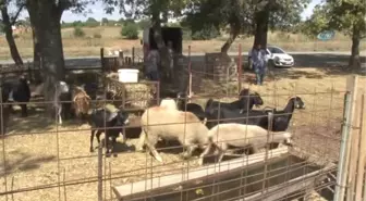 Tekirdağ)onlarca Kurbanlık Elde Kaldı