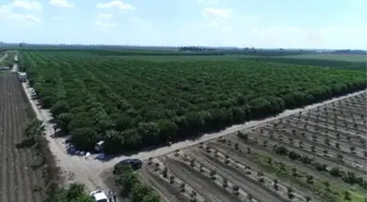 İklim Şartlarından Verimi Düşen Limon El Yakacak