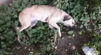 Muğla'da Köpek Katliamı