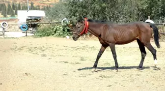 Ölüme Terk Edilmişti, Şimdi Dörtnala Koşuyor