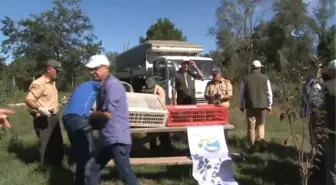 Samsun'da Bin Sülün Doğaya Salındı