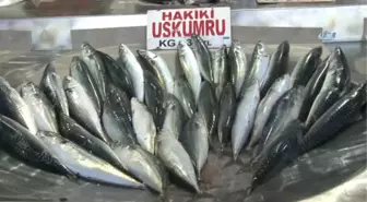 30 Yıllık Küskünlük Sona Erdi... Marmara'ya Küsen Balık Geri Döndü