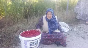 94 Yaşındaki Zeliha Gönenli: Sağlıklı ve Uzun Yaşamanın En Büyük Sırrı Doğal Beslenmek