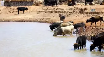 Bir Asır Sonra Gelen Suyu Davul Zurna ile Karşıladılar
