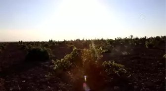 Şanlıurfa'nın Kavurucu Sıcağı Üzümüne Yarıyor