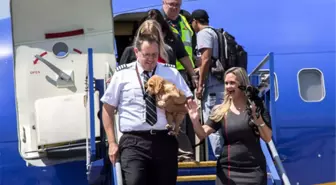 Uçak Bu Sefer Hayvanlar İçin Havalandı: 64 Öksüz Kedi ve Köpek Kurtarıldı