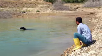 Balıkçı Köpek Sahibine Günlük İki Kilo Balık Yakalıyor