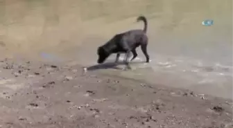 Bu Köpek Balık Yakalıyor
