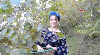 Ordu Pop Müzik Şarkıcısı Elif Kaya Ailesinin Bahçesinde Fındık Topladı