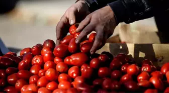 Rusya, Türk Domatesine Ekim-Mayıs Arası Kapıları Açacak