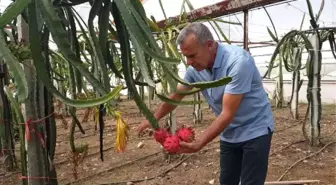 Ananasın Krallığına Son Veren Ejder Meyvesi Ortaca'da