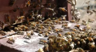 Balları Almak İçin Çıktığı Ağaçta Arıların Saldırısıyla Can Verdi