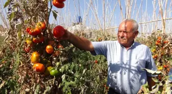 Domates Üreticisi Maliyetini Bile Kurtaramadı