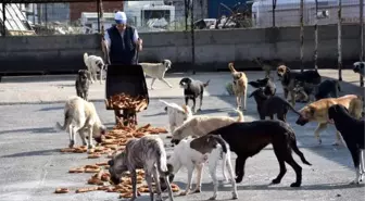 El Konulan 5 Bin Simit Barınaktaki Köpeklere Verildi