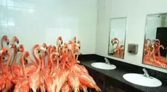 Irma Kasırgası'ndan Kaçan Hayvanlar, Nereyi Buldularsa Oraya Sığındılar