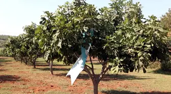 Kahramanmaraş'ta 'Tarla Günü'