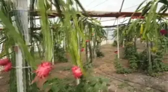 Muğla Ananasın Krallığına Son Veren Ejder Meyvesi Ortaca'da