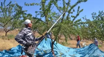 Adıyaman'da Devam Eden Badem Hasadı Yüzleri Güldürüyor