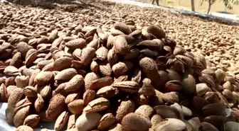 Adıyaman'da Devam Eden Badem Hasadı Yüzleri Güldürüyor