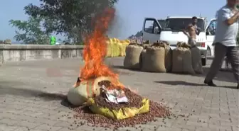 Fındık Fiyatına Fındığını Yakarak Tepki Gösterdi