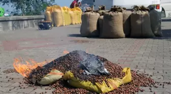 Fındık Fiyatını Fındığını Yakarak Tepki Gösterdi