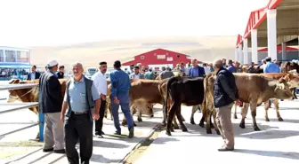 Kurban Bayramı'nda Erzurum'da Bu Yıl Kesilen Büyük ve Küçükbaş Hayvan Sayısı Açıklandı