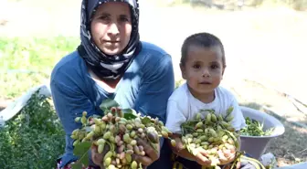 Mersin'de Antepfıstığı Bereketi