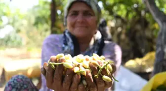 Mersin'den Antep Fıstığı Atağı