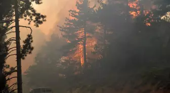 Sakarya'daki Orman Yangını