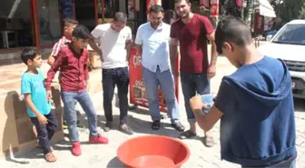 Şanlıurfalı Kasap, Mağarada Nesli Tükenmekte Olan 'Urfa Keleri' Buldu