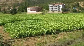 Adıyaman'da Tütün Hasadı Başladı