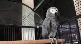 Çaldıkları Papağan Zanlıları Ele Verdi
