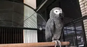 Hırsızlık Çetesi Bu Papağan Sayesinde Çökertildi