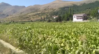 Adıyaman'da Tütün Hasadı Başladı