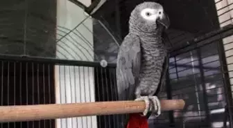 Çaldıkları Papağan, Hırsızları Yakalattı!