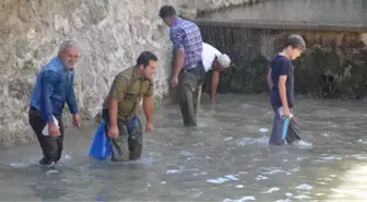 Çıplak Elle Balık Avı Yarışı