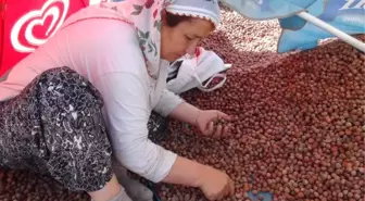 Fındık Üreticisi ve Tüccar Fındık Fiyatlarından Dertli