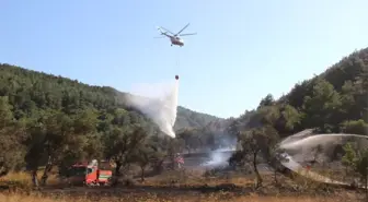 Milas'ta Orman Yangını (2)