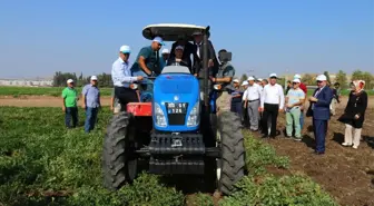 Osmaniye'de 47 Bin 933 Ton Yerfıstığı Rekoltesi Bekleniyor