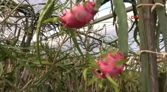 Mersin' de Pitaya Hasadına Başlandı