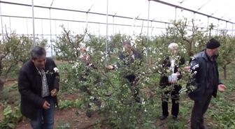 Çukurova Meyve Sektöründe 'Erkenci' Olacak - Adana