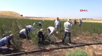 Adıyaman'dan Yurt Geneline Fidan