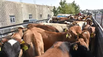 Genç Bayanlar Hayvancılığa Soyundu