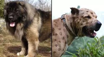Sahip Olabilecek En Riskli Köpek Irkları