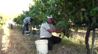 Akseki Pekmezinin Lezzet Sırrı Toprağında