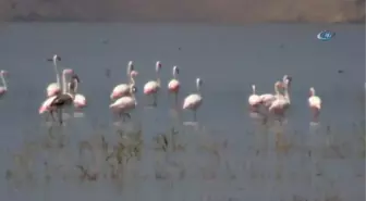 Flamingoların Erçek Gölü'nde Görsel Şöleni