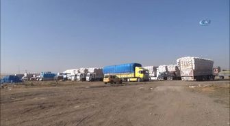 Ağrı'da Yerli Saman ile Şanlıurfa Samanı Rekabeti Yaşanıyor